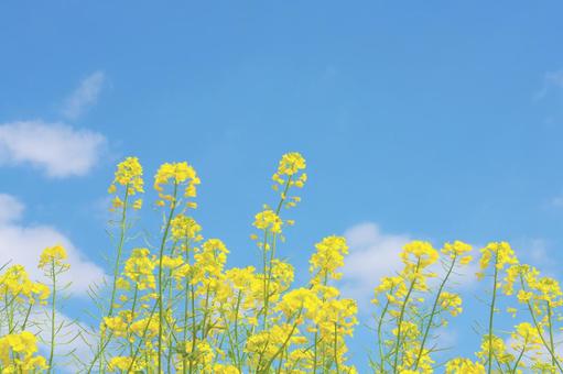 晴れた青空に映える黄色の花の画像