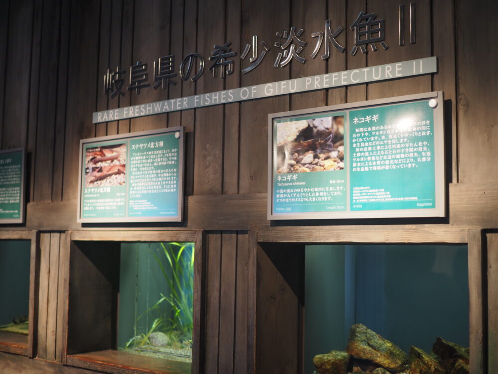 アクアトト・ぎふの岐阜県の希少淡水魚