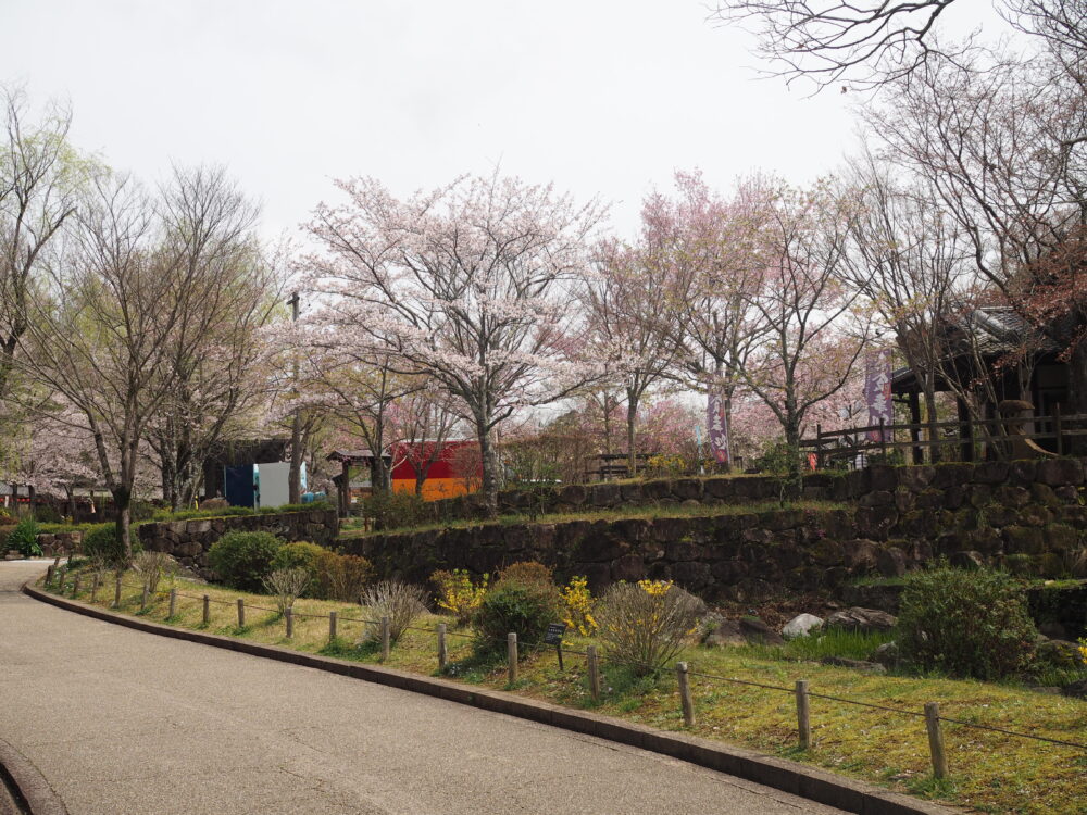 ぎふ清流里山公園｜桜