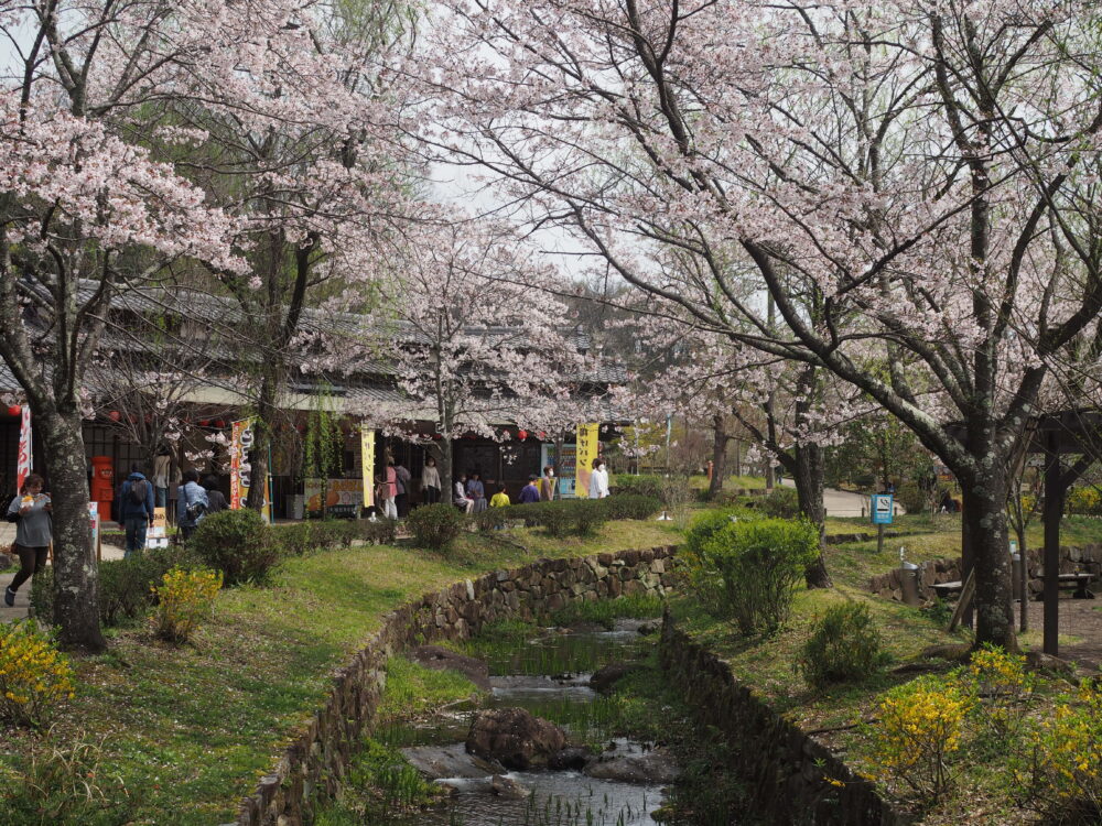 ぎふ清流里山公園｜桜