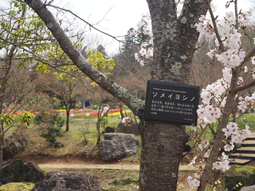 ぎふ清流里山公園｜桜