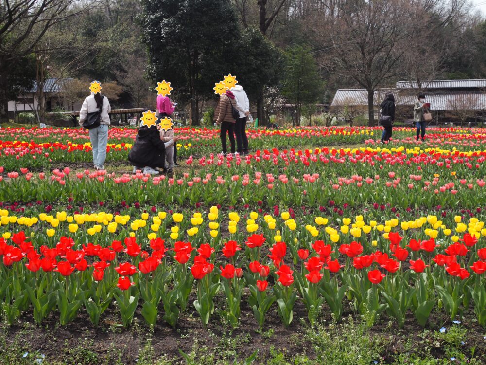 ぎふ清流里山公園｜チューリップ畑