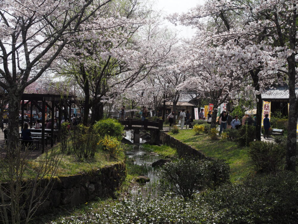 ぎふ清流里山公園｜桜