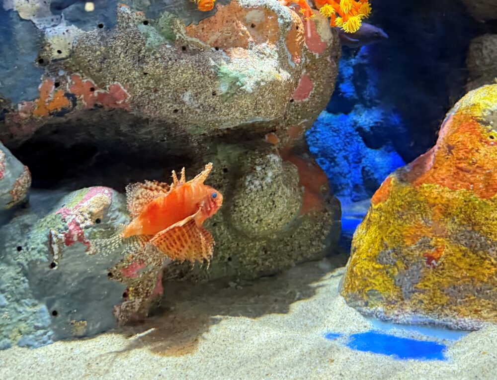 伊豆・三津シーパラダイス｜水族館